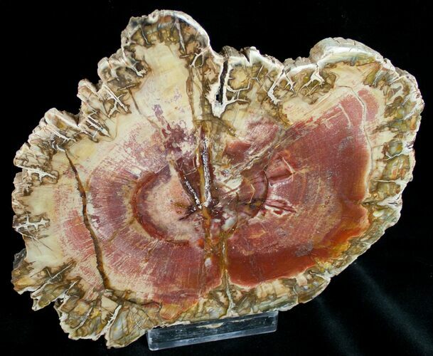 Beautiful Araucaria Petrified Wood Slab - x #6763